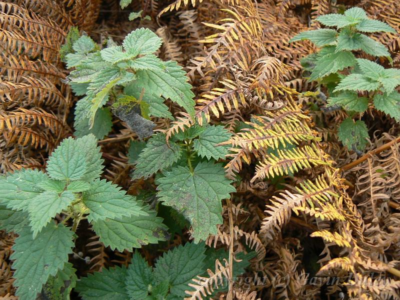 Leaf colours, near Beaminster P1150565.JPG